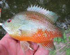 Lepomis