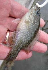 Lepomis cyanellus