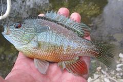 Lepomis aquilensis