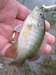 Lepomis cyanellus