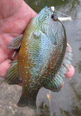 Lepomis megalotis