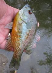 Lepomis aquilensis