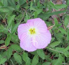 Oenothera speciosa