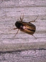 Phyllophaga bruneri