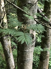 Sorbus aucuparia