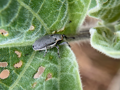 Trichobaris compacta