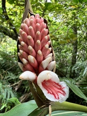 Alpinia shimadae