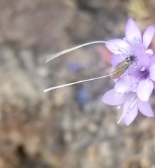 Adela singulella