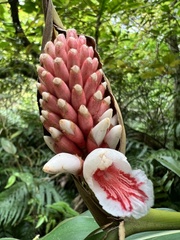 Alpinia shimadae