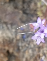 Adela singulella