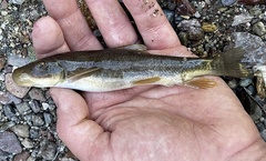 Pantosteus clarkii