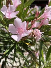 Nerium oleander