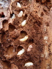 Dendroctonus rufipennis