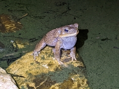 Rhinella horribilis