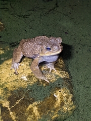 Rhinella horribilis
