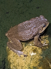 Rhinella horribilis