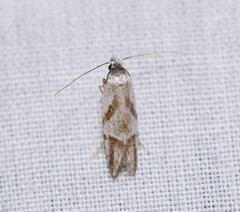 Oxythecta acceptella