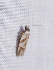 Oxythecta acceptella