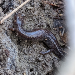 Plethodon electromorphus