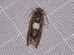 Cydia albimaculana