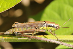 Scotussa impudica