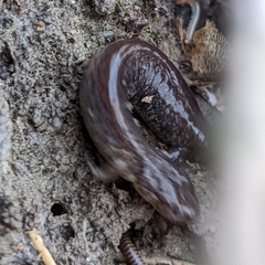 Plethodon electromorphus