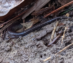 Plethodon electromorphus