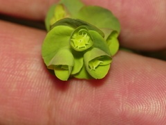 Euphorbia commutata