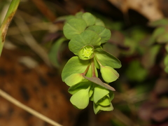 Euphorbia commutata
