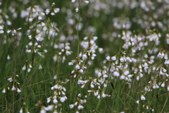 Cardamine penduliflora