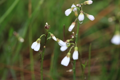 Cardamine penduliflora