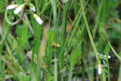Cardamine penduliflora