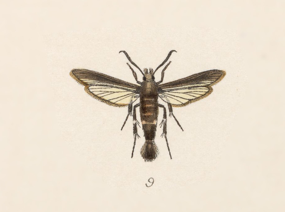 Aegerina ovinia