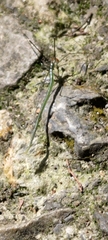Ariamnes cylindrogaster