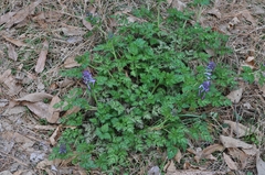 Corydalis incisa