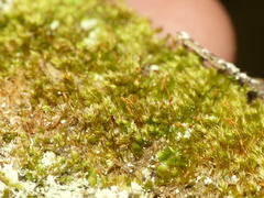 Sematophyllum adnatum