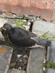 Columba livia domestica