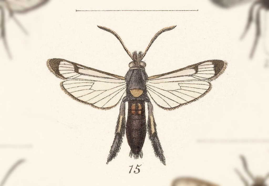 Melittia butleri