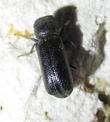 Amphicerus