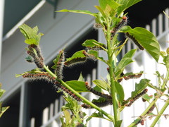 Cricula trifenestrata