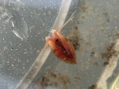 Cyzicus californicus