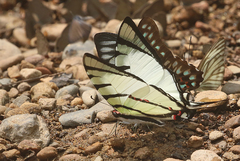 Graphium agetes