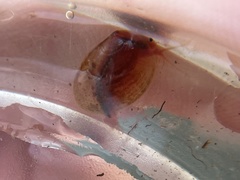 Cyzicus californicus