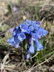 Mertensia longiflora