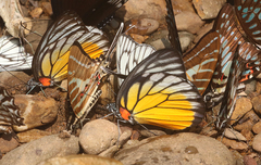 Prioneris
