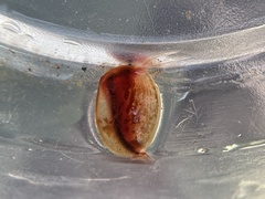 Cyzicus californicus