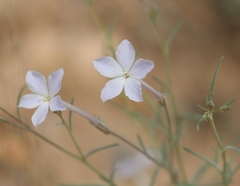 Ipomopsis longiflora