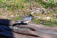 Baeolophus atricristatus