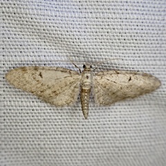 Eupithecia matheri