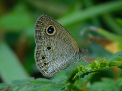 Ypthima philomela